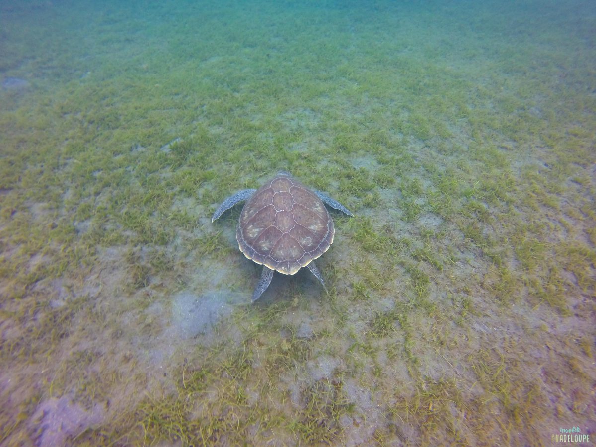 plongeur rencontre une tortue