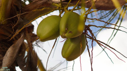 Plage de la Perle, cocotier et noix de coco verte - Deshaies- Guadeloupe