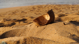 Plage de la Perle, noix de coco cassé sur le sable - Deshaies- Guadeloupe