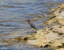 Oiseau marin, Porte d'Enfer-Guadeloupe