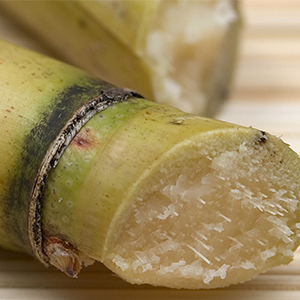 La Canne à Sucre