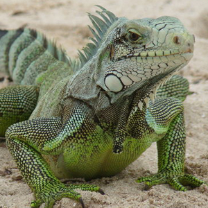 L\'Iguane