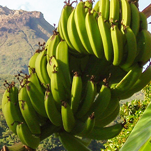 La Banane