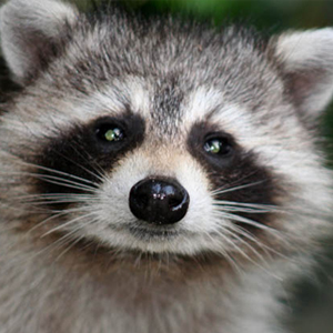 Le Racoon