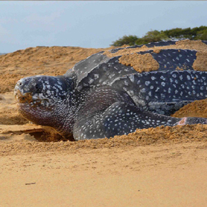 La Tortue Luth