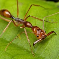 Quiz Guadeloupe, fourmis manioc