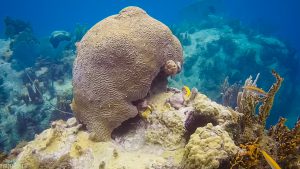 Conseils pratiques, fond-guadeloupeen-corail-eponge-plongée-snorkeling-PMT-guadeloupe