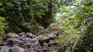 Rivière-randonnées-foret-Guadeloupe