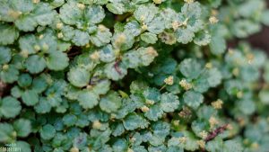 zoom-bokeh-fleur-foret-tropicale-guadeloupe