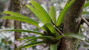 plante-epiphite-foret-equatoriale-Guadeloupe