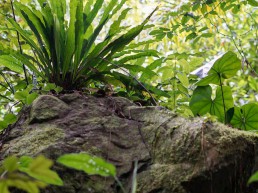 Roche forêt, conseils randonnées Guadeloupe, évitez les dangers