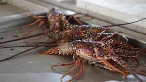 Langoustes, Marché aux poissons de Baille-Argent, Insolite Guadeloupe.