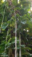 Arbre-Bassin-public-eau-chaude-naturelle-Dolé-Gourbeyre-insolite-Guadeloupe