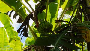 Régime-bananes-Bassin-public-eau-chaude-naturelle-Dolé-Gourbeyre-insolite-Guadeloupe