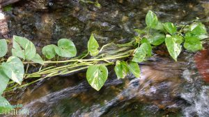 liane-Bassin-public-eau-chaude-naturelle-Dolé-Gourbeyre-insolite-Guadeloupe