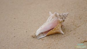 Plage du Souffleur, Port-Louis, Guadeloupe, coquillage lambic 2. Insolite Guadeloupe Voyage.