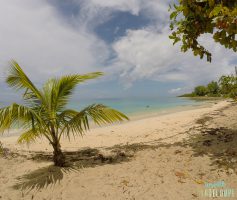 Plage du Souffleur, Port-Louis, Guadeloupe, plage et palmier. Insolite Guadeloupe Voyage